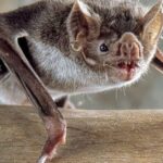 Pictures of Vampire Bat