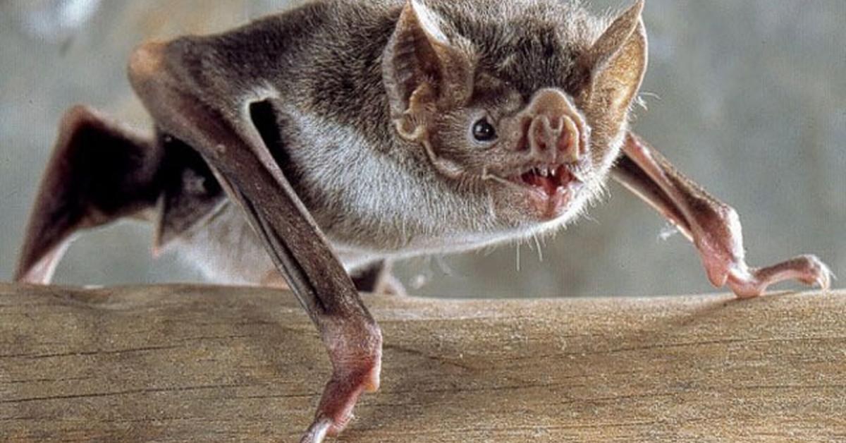 Pictures of Vampire Bat