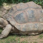 Pictures of Aldabra Giant Tortoise