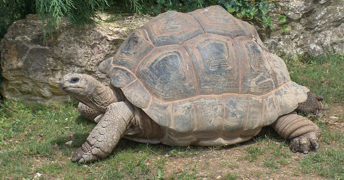 Pictures of Aldabra Giant Tortoise