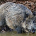 Pictures of Wild Boar