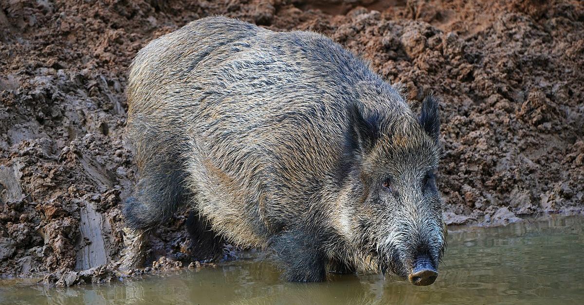 Pictures of Wild Boar