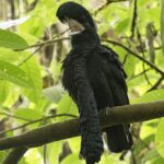 Pictures of Umbrellabird