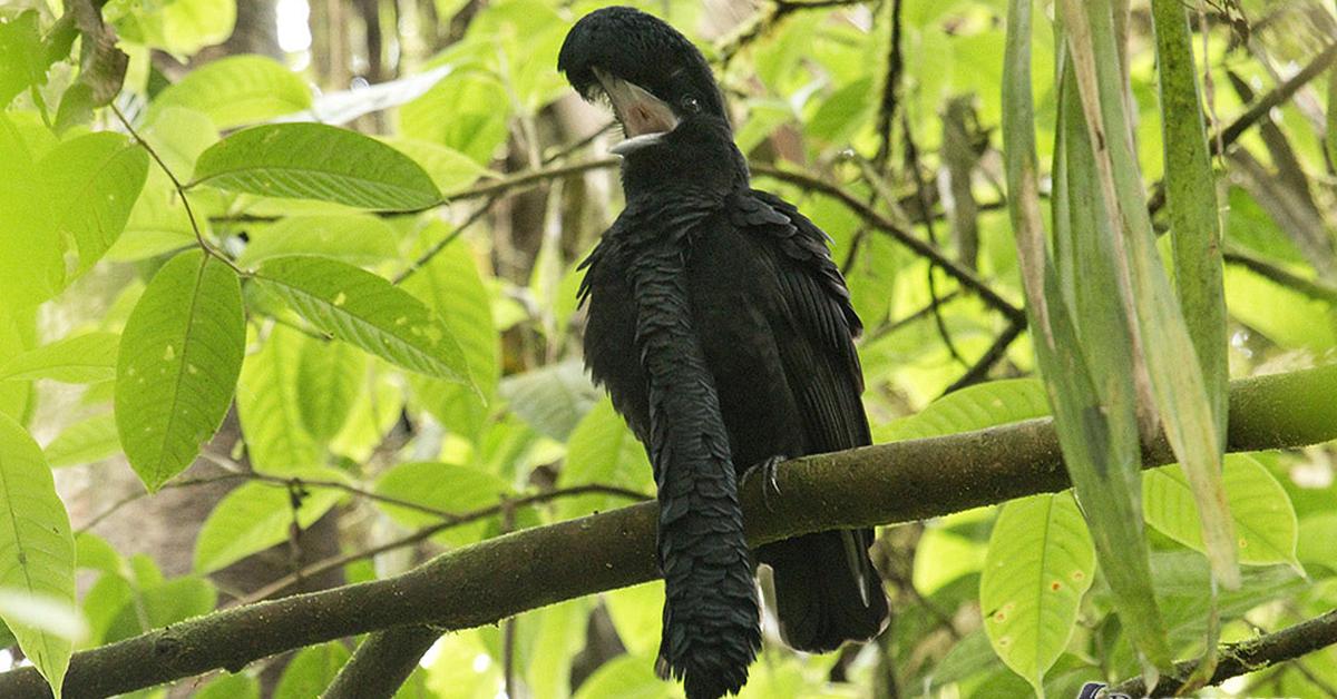 Pictures of Umbrellabird