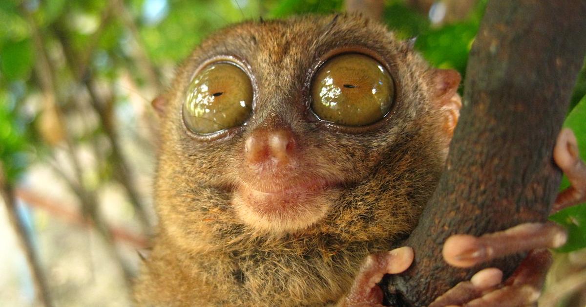 Pictures of Tarsier