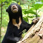 Pictures of Sun Bear