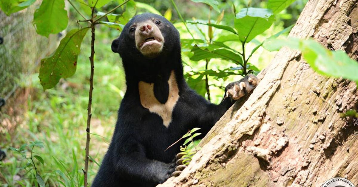 Pictures of Sun Bear