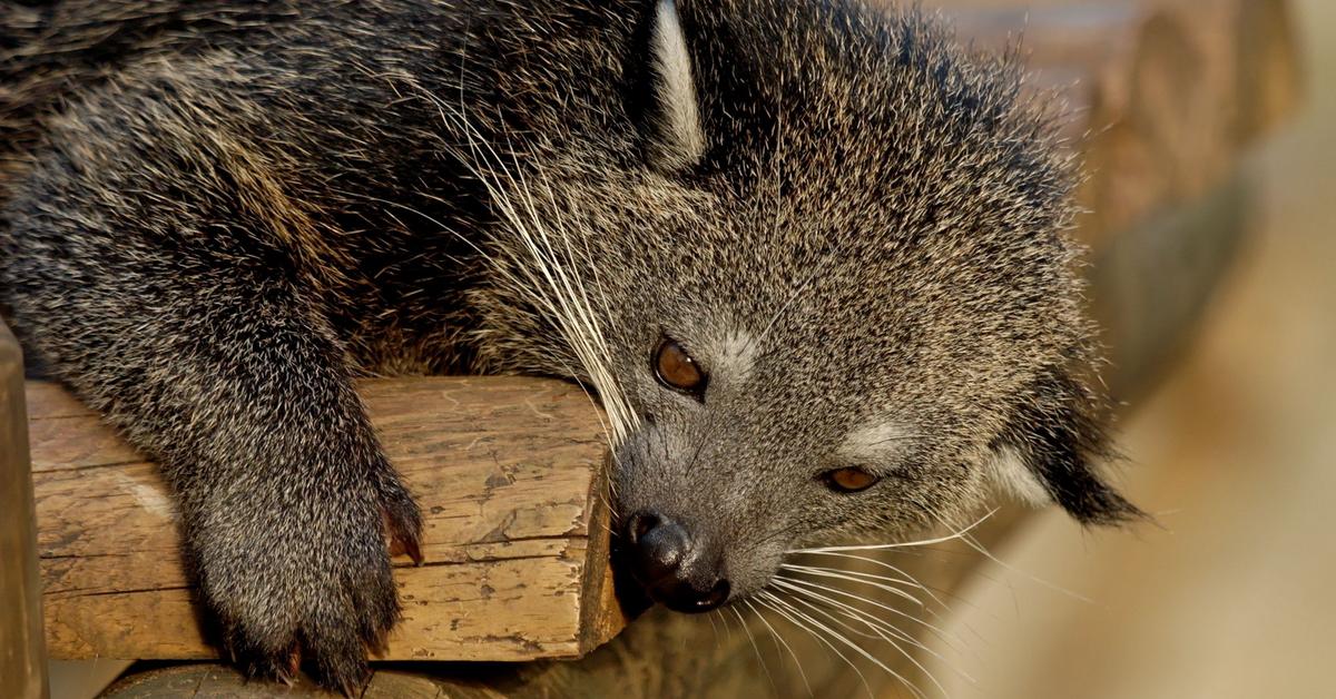 Pictures of Binturong