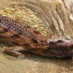 Pictures of Gharial