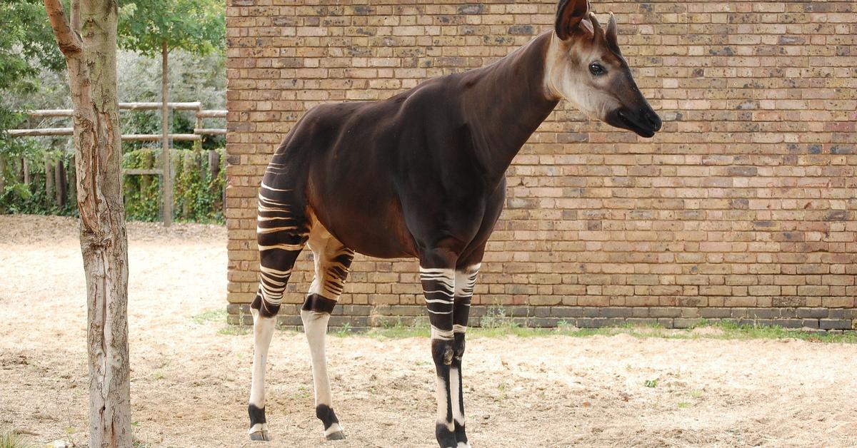 Pictures of Okapi