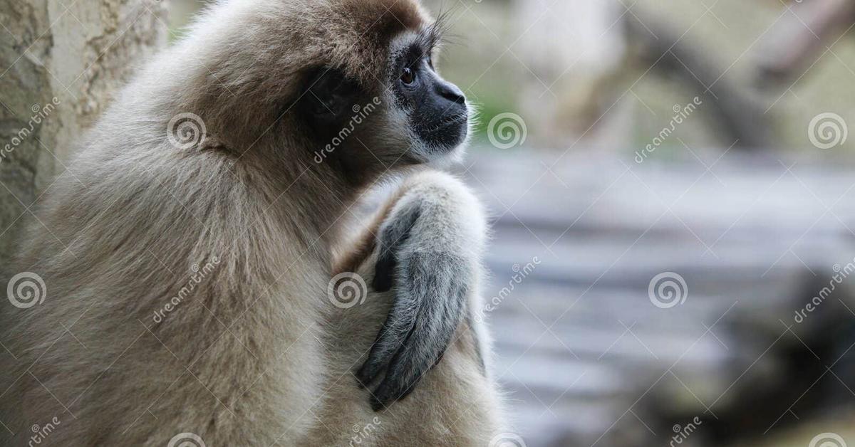 Pictures of Vervet Monkey