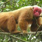 Pictures of Uakari