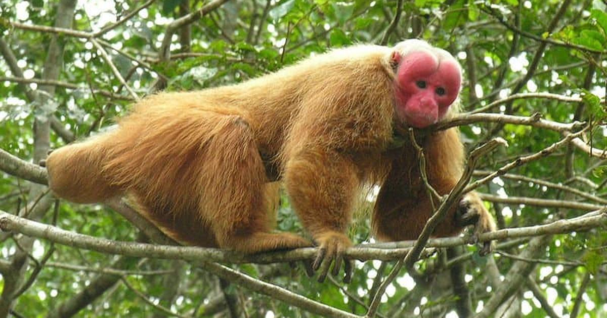 Pictures of Uakari