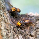 Pictures of Asian Giant Hornet