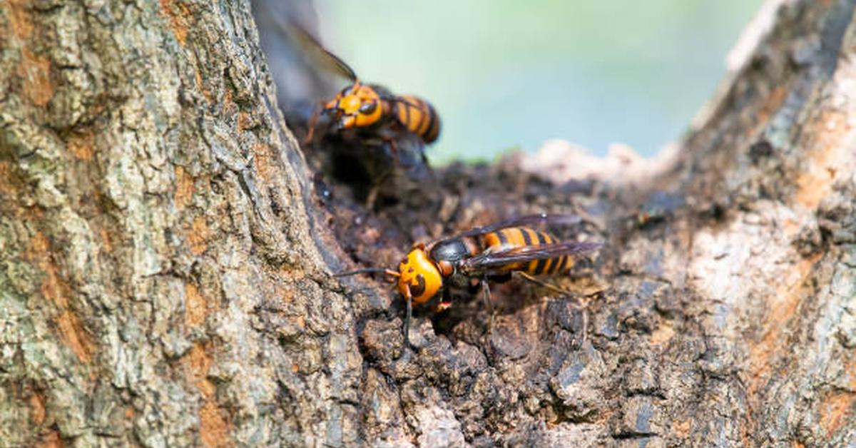 Pictures of Asian Giant Hornet