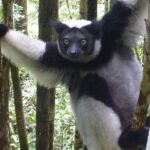 Pictures of Indri