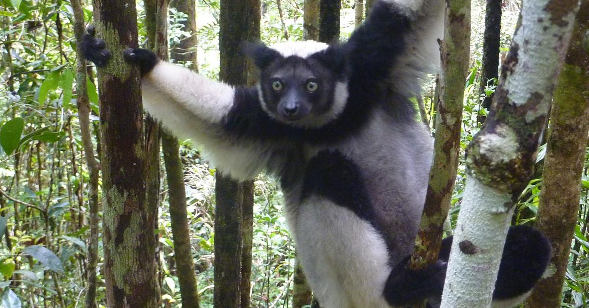 Pictures of Indri