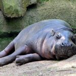 Pictures of Pygmy Hippopotamus