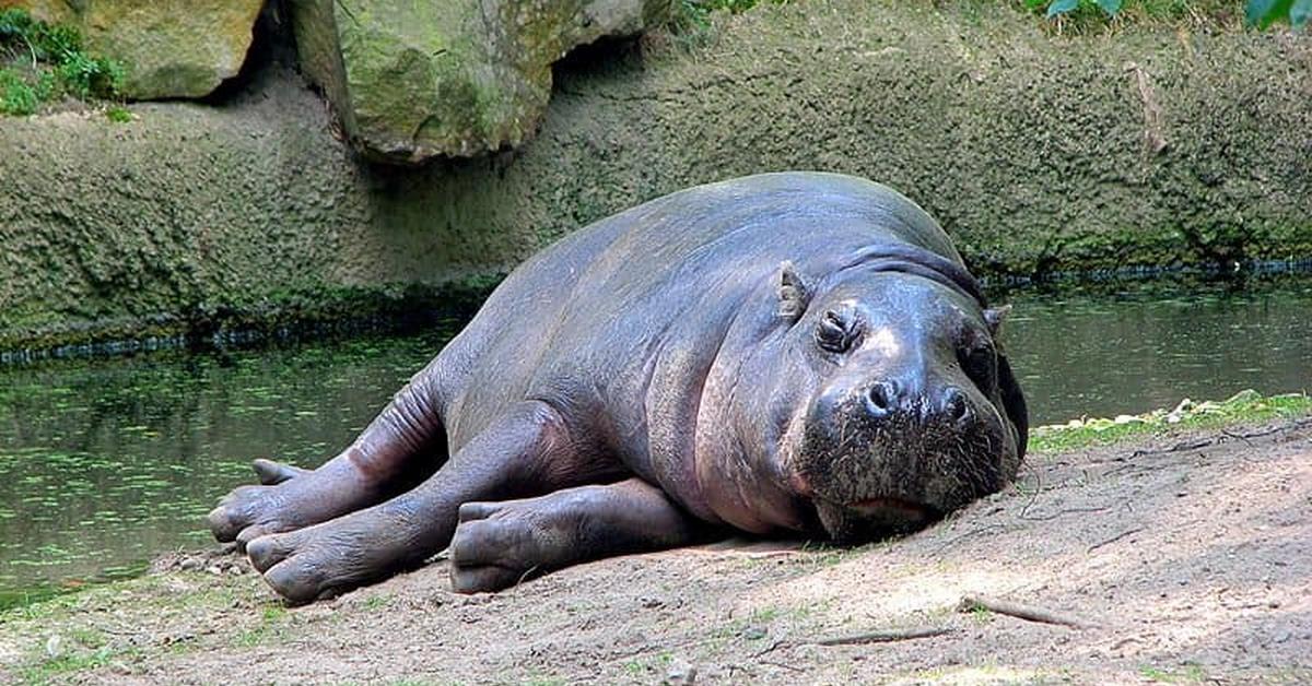 Pictures of Pygmy Hippopotamus