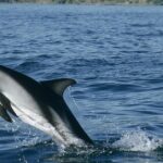 Pictures of Dusky Dolphin