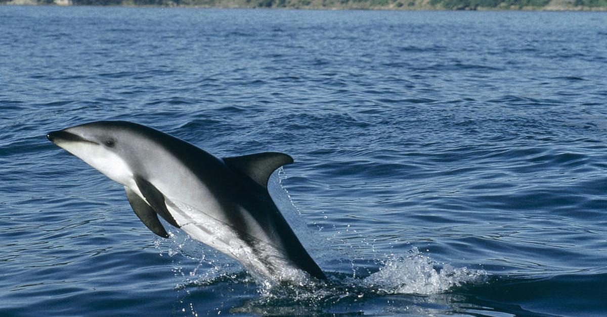 Pictures of Dusky Dolphin