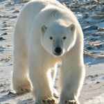 Pictures of Polar Bear