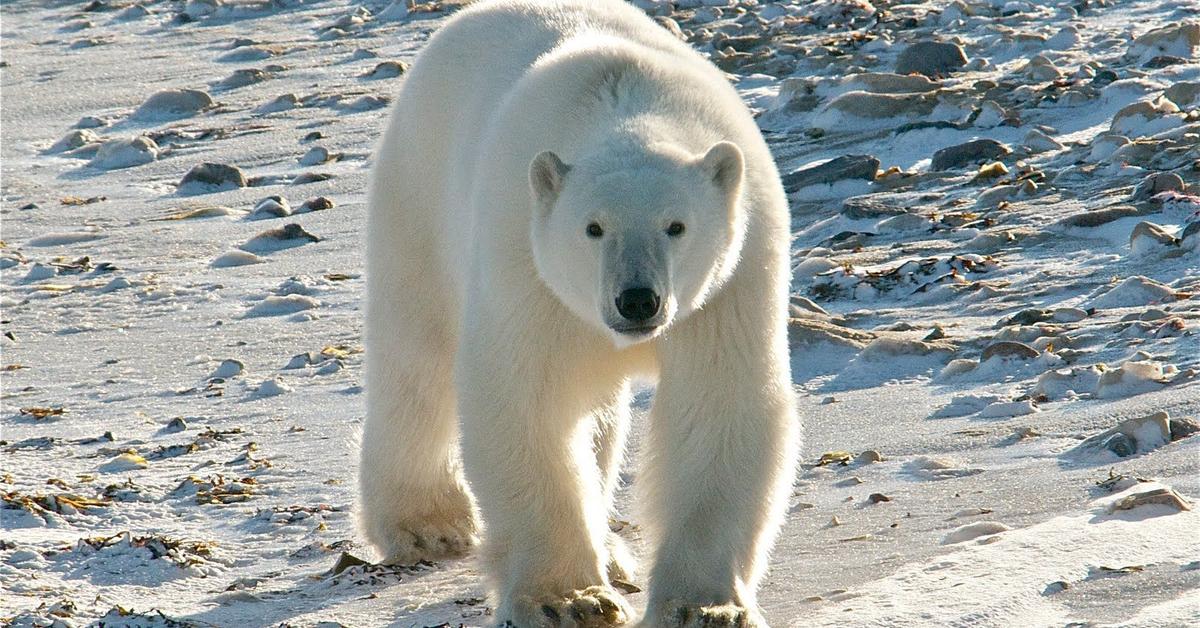 Pictures of Polar Bear