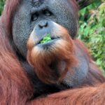 Pictures of Orangutan