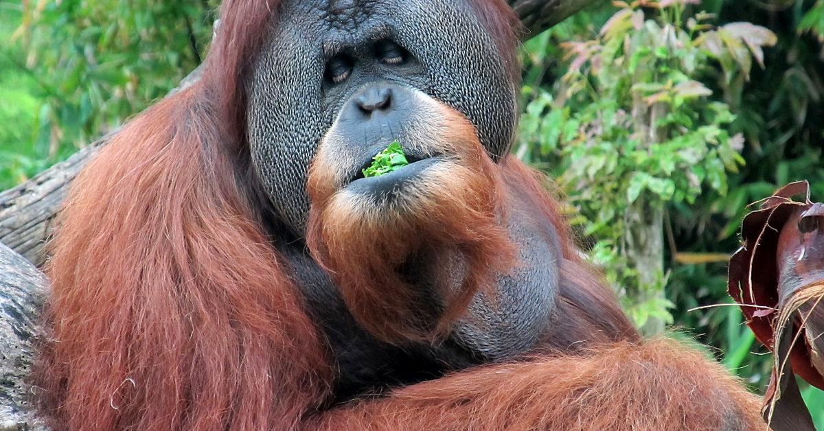 Pictures of Orangutan