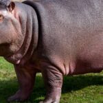 Pictures of Hippopotamus