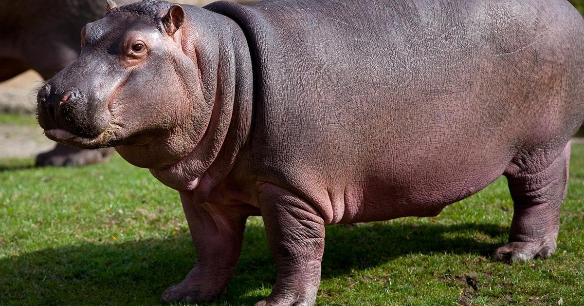 Pictures of Hippopotamus