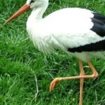 Pictures of Roseate Spoonbill