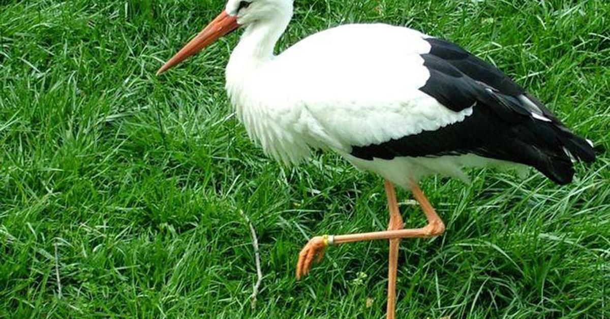 Pictures of Roseate Spoonbill