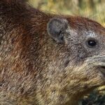 Pictures of Rock Hyrax