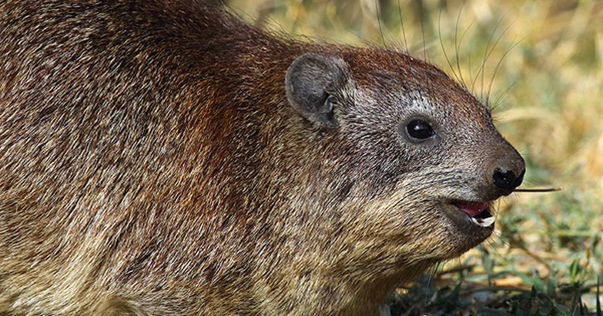 Pictures of Rock Hyrax