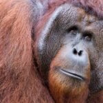 Pictures of Bornean Orangutan