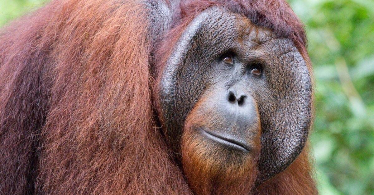 Pictures of Bornean Orangutan