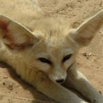 Pictures of Fennec Fox