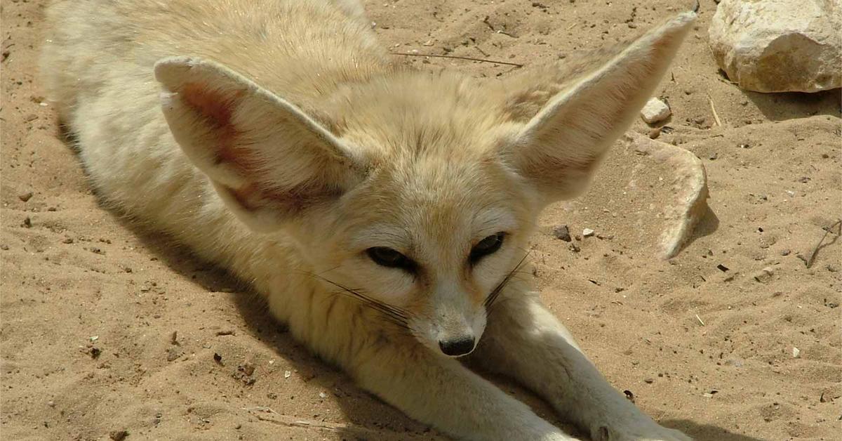 Pictures of Fennec Fox