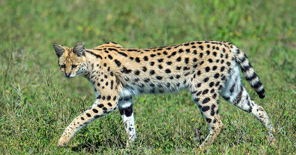 Pictures of Serval