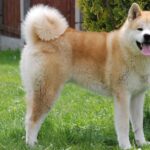 Pictures of Akita