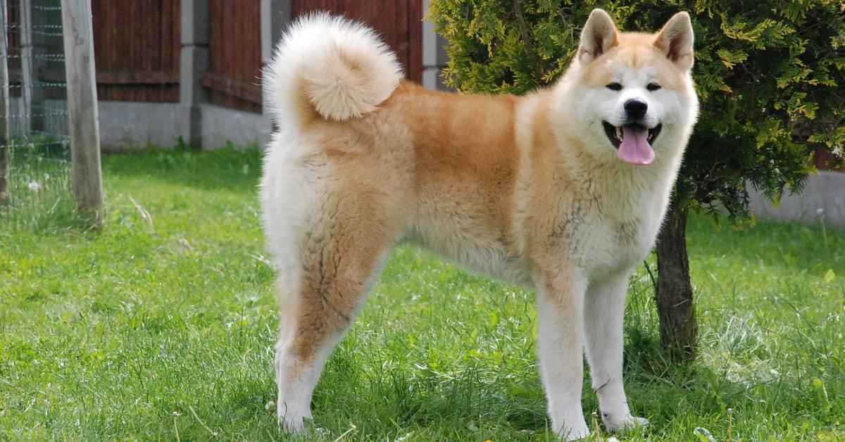 Pictures of Akita