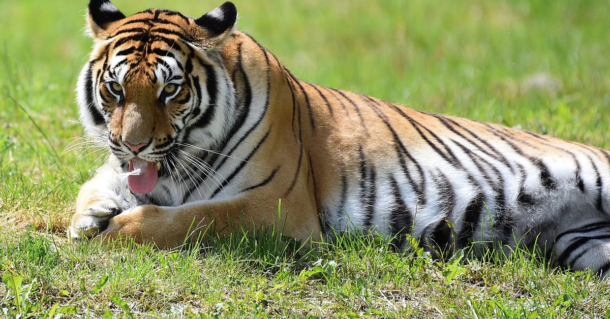 Pictures of White Tiger