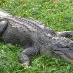 Pictures of American Alligator