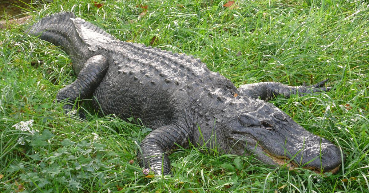 Pictures of American Alligator