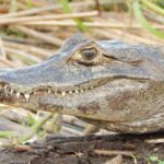 Pictures of Caiman