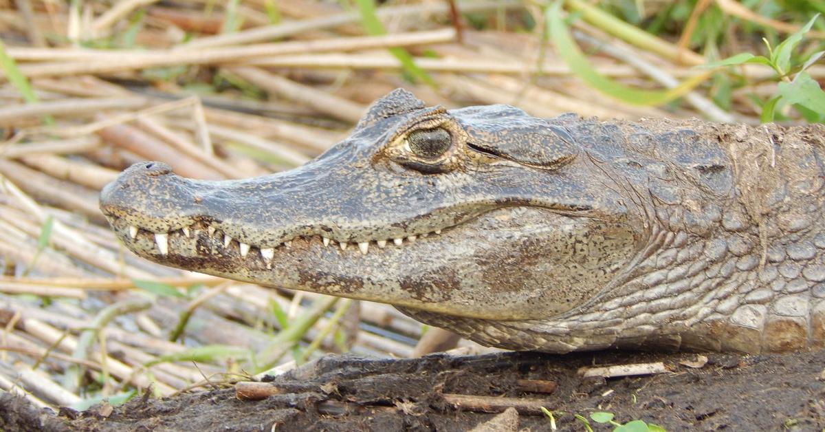 Pictures of Caiman