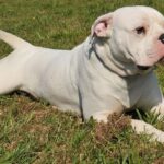 Pictures of American Bulldog