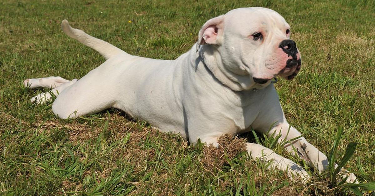 Pictures of American Bulldog