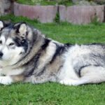 Pictures of Alaskan Malamute